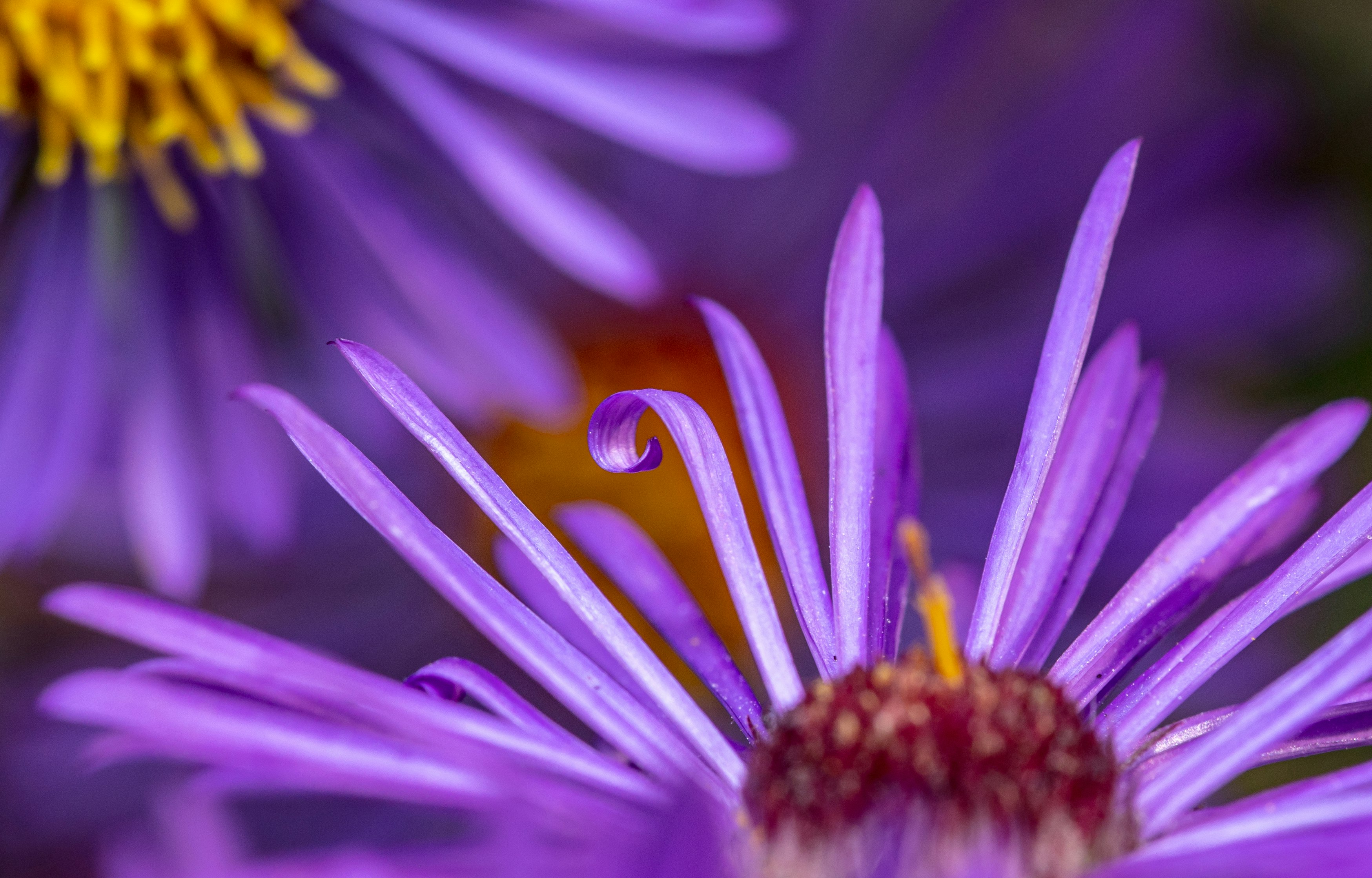 purple flower with orange stigma